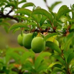 Patio Gage Reine-Claude Oullins 10 Patio Gage Reine-Claude Oullins -Garden Centre Store 300140 3