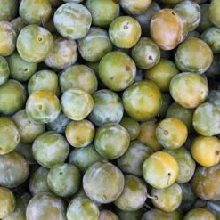 Patio Gage Reine-Claude Oullins 11 Patio Gage Reine-Claude Oullins -Garden Centre Store 300140 4