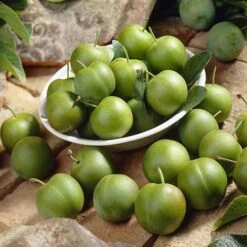 Patio Gage Reine-Claude Oullins 12 Patio Gage Reine-Claude Oullins -Garden Centre Store 300140 5