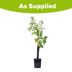 Patio Gage Reine-Claude Oullins 13 Patio Gage Reine-Claude Oullins -Garden Centre Store 300140 6