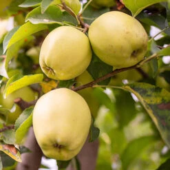 Duo Fruit Tree Apple 'Elstar' And 'Golden Delicious' -Garden Centre Store 300147 2