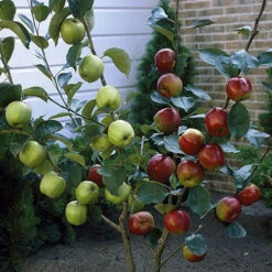 Duo Fruit Tree Apple 'Elstar' And 'Golden Delicious' -Garden Centre Store 300147 3