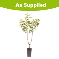 Duo Fruit Tree Apple 'Elstar' And 'Golden Delicious' -Garden Centre Store 300147 4