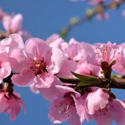 Red Leaf Peach 'Rubira' 7 Red Leaf Peach 'Rubira' -Garden Centre Store 300155 2