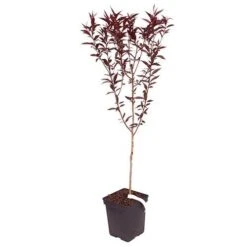 Red Leaf Peach 'Rubira' 8 Red Leaf Peach 'Rubira' -Garden Centre Store 300155 3