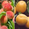 Duo Fruit Tree Peach And Apricot