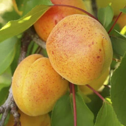 Duo Fruit Tree Peach And Apricot -Garden Centre Store 300165 2