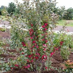 Mini Apple Tree Malus Appletini 12 Mini Apple Tree Malus Appletini -Garden Centre Store 300210 3