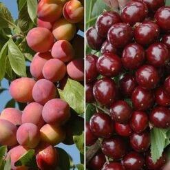 Patio Fruit Trees Cherry 'Athos' And Plum 'Little Vic'