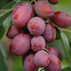 Patio Fruit Trees Cherry 'Athos' And Plum 'Little Vic' -Garden Centre Store 300213 3