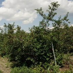 Patio Fruit Trees Cherry 'Athos' And Plum 'Little Vic' -Garden Centre Store 300213 4