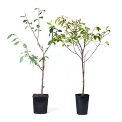 Patio Fruit Trees Cherry 'Athos' And Plum 'Little Vic' -Garden Centre Store 300213 6