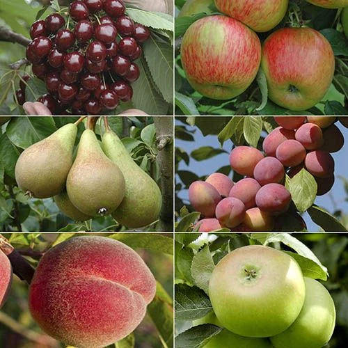 Mini Orchard Tree Collection 1 Mini Orchard Tree Collection