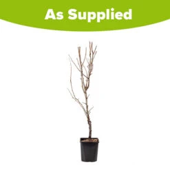 Pear 'Little Conference' GYO Fruit Tree 5 Pear 'Little Conference' GYO Fruit Tree -Garden Centre Store 300223 2