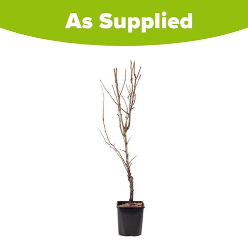 Pear 'Little Conference' GYO Fruit Tree 3 Pear 'Little Conference' GYO Fruit Tree - Image 3