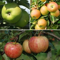 Trio Fruit Apple Tree