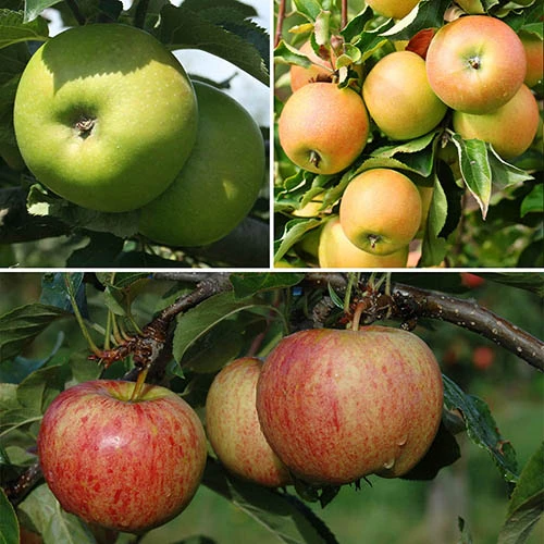 Trio Fruit Apple Tree 1 Trio Fruit Apple Tree
