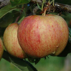 Trio Fruit Apple Tree 7 Trio Fruit Apple Tree -Garden Centre Store 300226 2