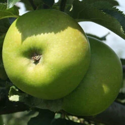 Trio Fruit Apple Tree 8 Trio Fruit Apple Tree -Garden Centre Store 300226 3