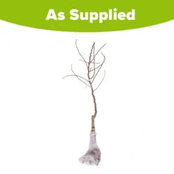 Trio Fruit Apple Tree 9 Trio Fruit Apple Tree -Garden Centre Store 300226 4