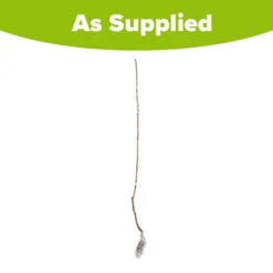 Cherry 'Queen Mary' Columnar -Garden Centre Store 300257 3