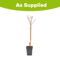 Apricot 'Dwarf Patio' -Garden Centre Store 300263 2