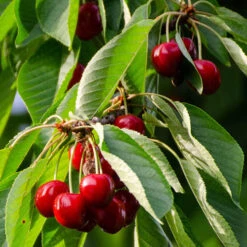 Columnar Fruit Tree Collection -Garden Centre Store 300271 3