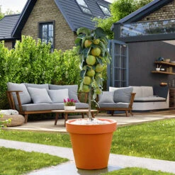 Columnar Fruit Tree Collection -Garden Centre Store 300271 5