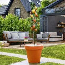 Columnar Fruit Tree Collection -Garden Centre Store 300271 7