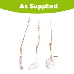 Columnar Fruit Tree Collection -Garden Centre Store 300271 8