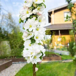 Apple Bolero Columnar -Garden Centre Store 300292 2