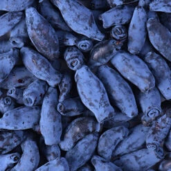 Honeyberry 7 Honeyberry -Garden Centre Store 310034 3