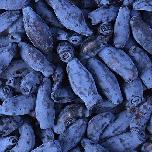 Honeyberry 4 Honeyberry - Image 4