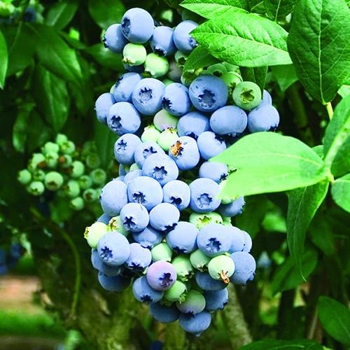 Blueberry Collection With Decorative Pots 2 Blueberry Collection With Decorative Pots - Image 2