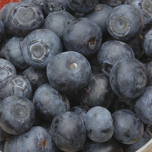 Blueberry Collection With Decorative Pots 3 Blueberry Collection With Decorative Pots - Image 3