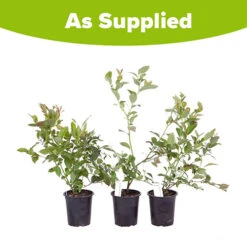 Blueberry Collection With Decorative Pots 12 Blueberry Collection With Decorative Pots -Garden Centre Store 310082 5