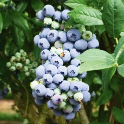 The Complete Blueberry Growing Kit -Garden Centre Store 310083 2