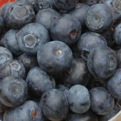 The Complete Blueberry Growing Kit -Garden Centre Store 310083 3