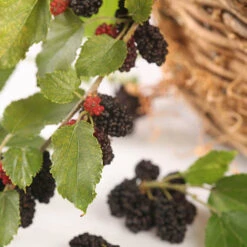 Morus Rotundiloba 'Mojoberry' Dwarf Mulberry -Garden Centre Store 310092 2