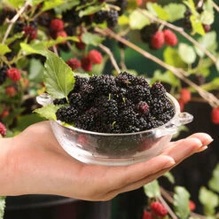Morus Rotundiloba 'Mojoberry' Dwarf Mulberry -Garden Centre Store 310092 3