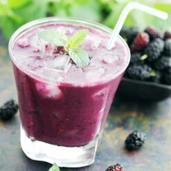 Morus Rotundiloba 'Mojoberry' Dwarf Mulberry -Garden Centre Store 310092 6