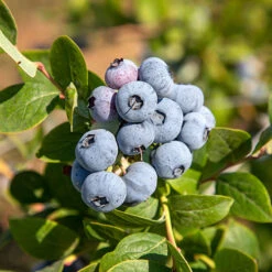Blueberry Vaccinium (early Season) -Garden Centre Store 310120 2