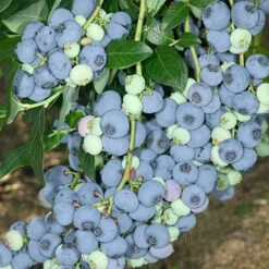 Blueberry Vaccinium (mid Season)