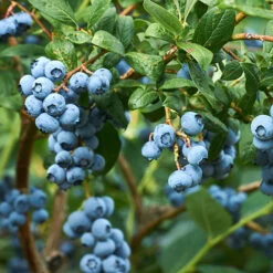 Blueberry Vaccinium (mid Season) -Garden Centre Store 310121 2