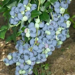 Complete Blueberry Vaccinium Kit -Garden Centre Store 310123 2