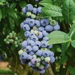 Complete Blueberry Vaccinium Kit -Garden Centre Store 310123 3
