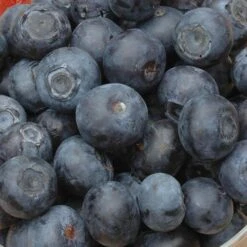 Complete Blueberry Vaccinium Kit -Garden Centre Store 310123 4