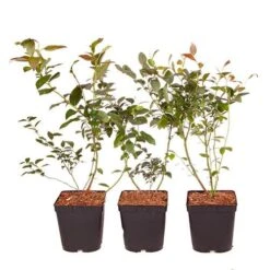 Complete Blueberry Vaccinium Kit -Garden Centre Store 310123 5
