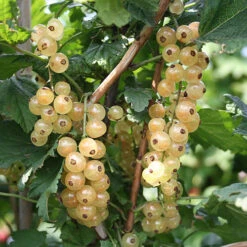 Currant 'Summer Pearls' Collection -Garden Centre Store 310170 2
