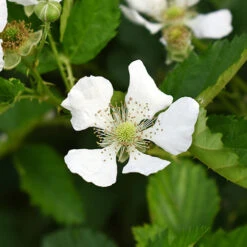Set Of 3 Trailing Blackberry 'Black Cascade' -Garden Centre Store 310180 2